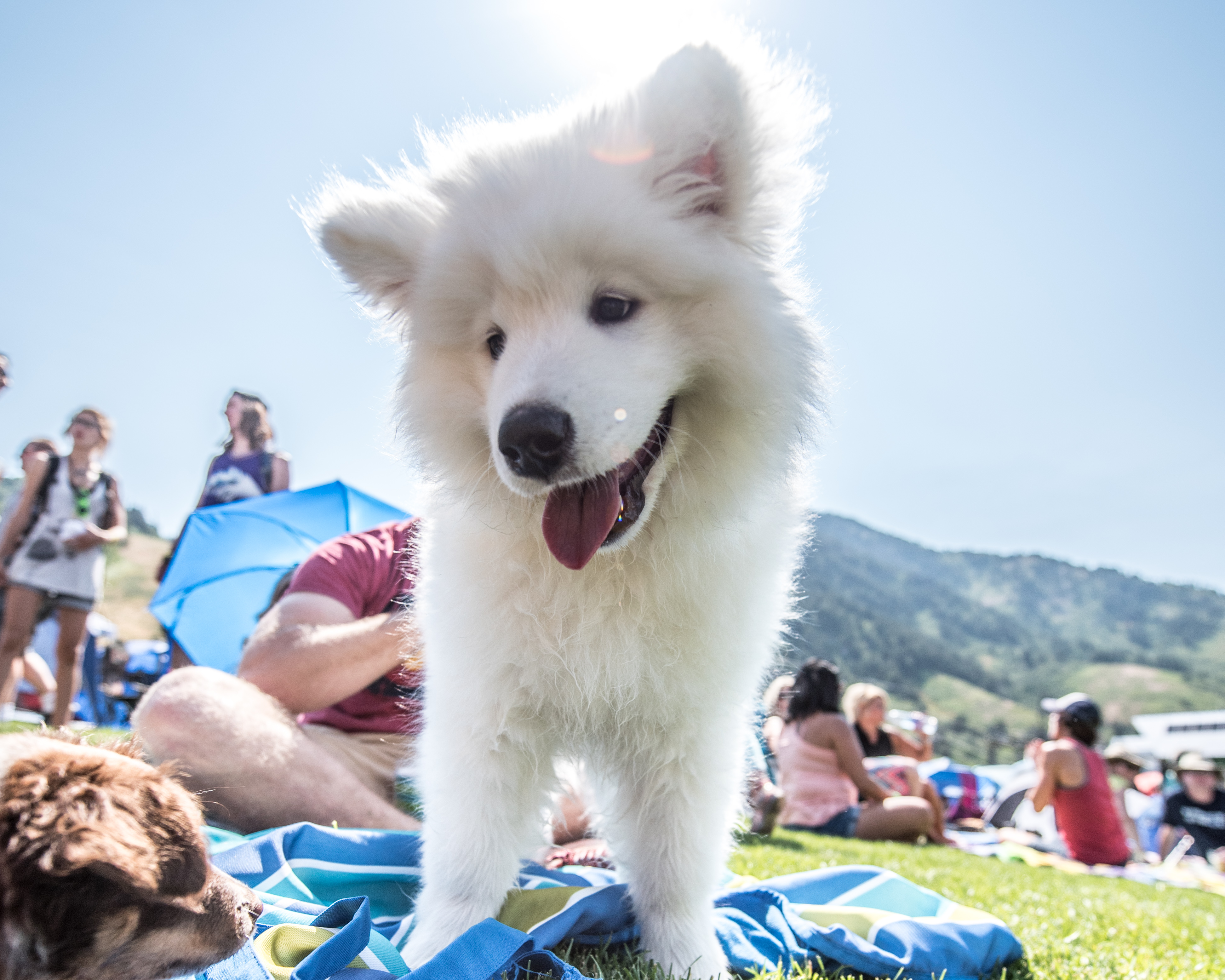 dog-summer