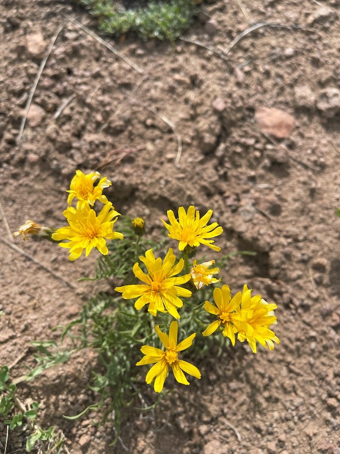 A close up of limestone hawksbeard, a yellow leafed flower resembling a daisy
