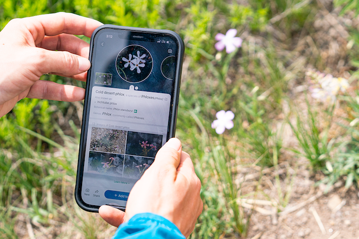A person uses the Picture This mobile app on their phone to identify a wildflower